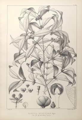 Garcinia merguensis