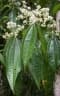Miconia affinis