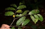 Diospyros piscatoria