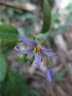 Solanum terminale