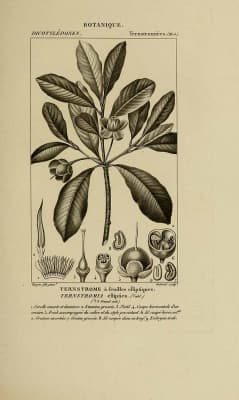 Ternstroemia elliptica