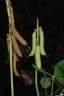 Crotalaria pallida