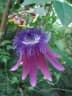Passiflora loefgrenii
