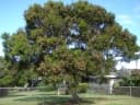 Acacia confusa