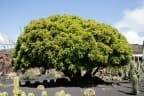 Euphorbia neriifolia
