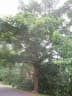Terminalia calamansanai