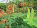 Caesalpinia pulcherrima