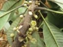 Pouteria maclayana