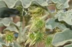 Solanum coagulans