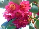 Rhodoleia championii