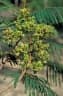 Paraserianthes toona