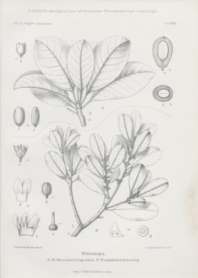 Inhambanella henriquezii