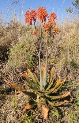 Aloe greatheadii
