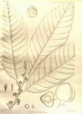 Myristica beddomei