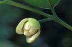 Anaxagorea javanica