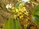 Vepris nobilis