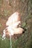 Chrysophyllum perpulchrum
