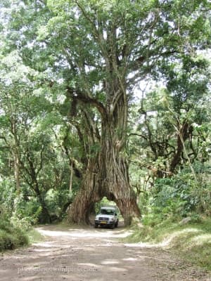 Ficus thonningii
