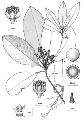 Beilschmiedia volckii