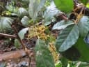 Pimelodendron amboinicum