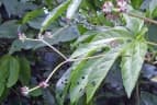 Cissus aralioides