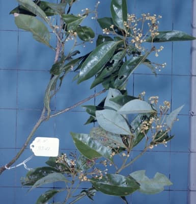 Endiandra acuminata