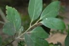 Cryptocarya concinna