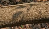 Brownea coccinea