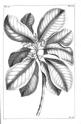 Dendrocnide amplissima