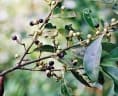 Craterispermum schweinfurthii