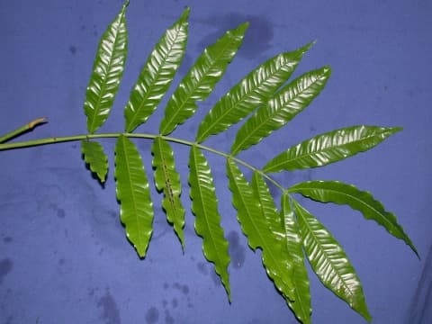 Trichilia quadrijuga