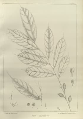 Ficus subincisa