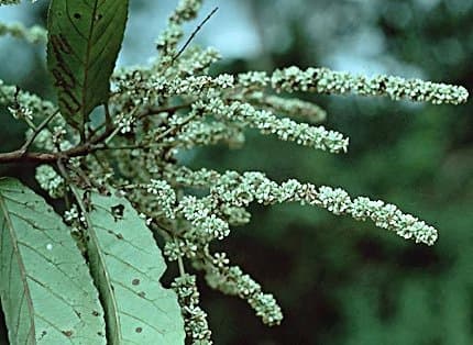 Homalium africanum