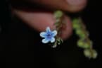Cynoglossum lanceolatum
