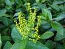 Chloranthus spicatus