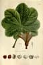 Pseudobombax tomentosum