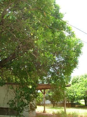 Cerbera manghas