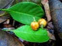 Fagraea ceilanica