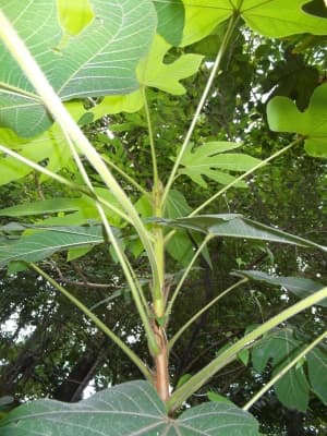 Sterculia macrophylla