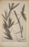 Calamus spinifolius