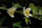 Citrus garrawayae