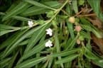 Eremophila debilis