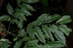 Zanthoxylum leprieurii