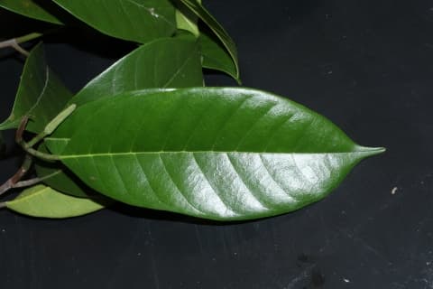 Artocarpus kemando