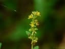 Triumfetta pentandra