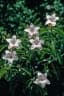Cryptostegia grandiflora