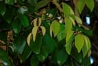 Eugenia aeruginea