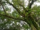 Ficus religiosa