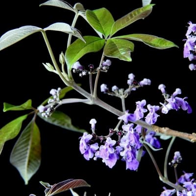 Vitex polygama