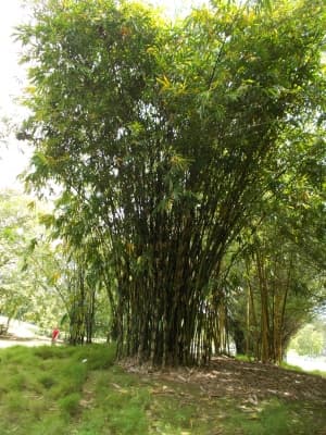 Gigantochloa ridleyi